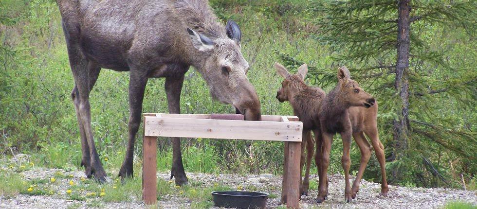 Denali Touch Of Wilderness B&B Healy Ngoại thất bức ảnh